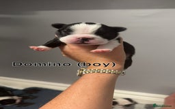 Boston Terrier dogs for sale: WILDAX Boston Terrier pups (2 girls left!) - Image 4