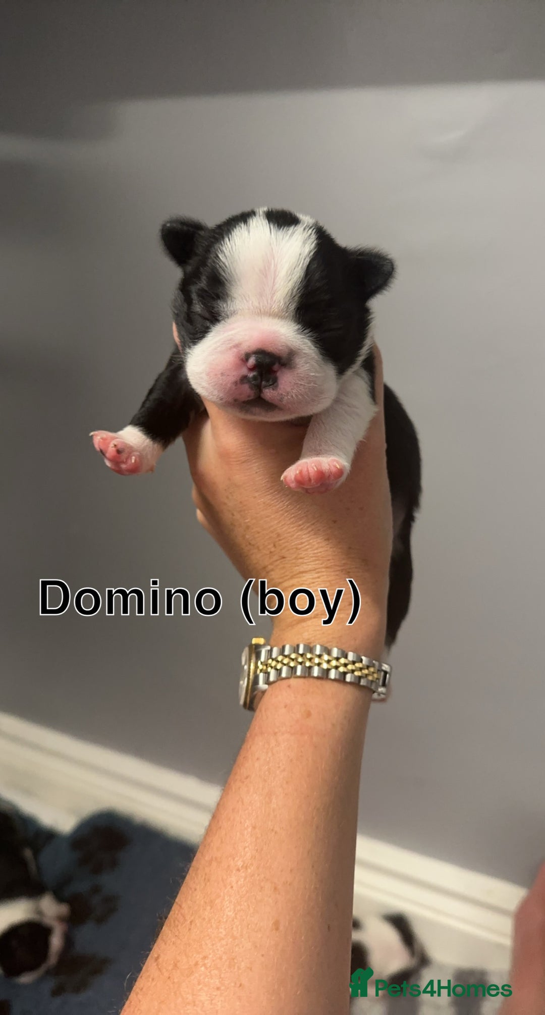 Boston Terrier dogs for sale: WILDAX Boston Terrier pups (2 girls left!) - Image 4