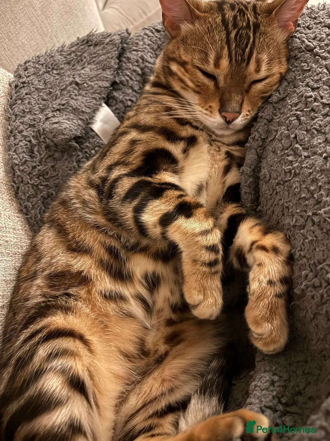 Bengal cats for sale: Bengal cat  - Advert 4