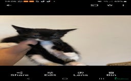 Mixed Breed cats for sale: Vaccinated 4 female kittens left - Image 4