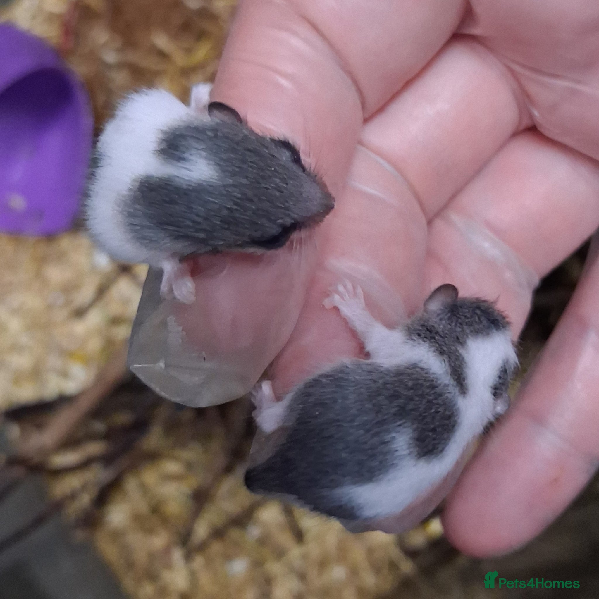 Mouse rodents Baby Pied African Door Mice  - Advert 1