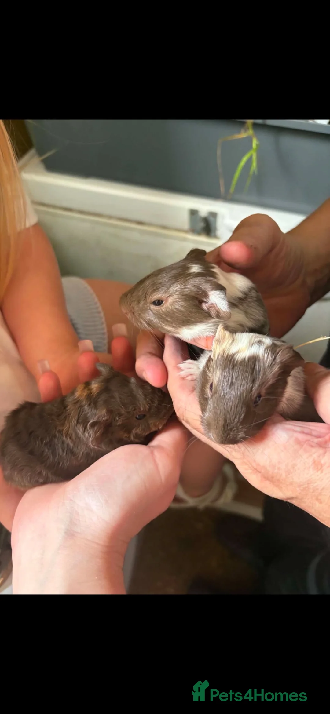 Guinea Pig rodents for sale: Baby pigs - Advert 1