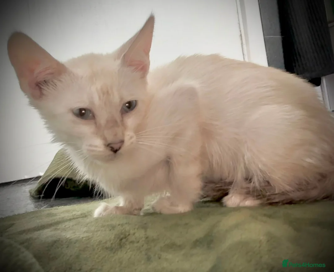 Mixed Breed cats for sale: Bengal X Savannah urgent rehome! - Advert 4