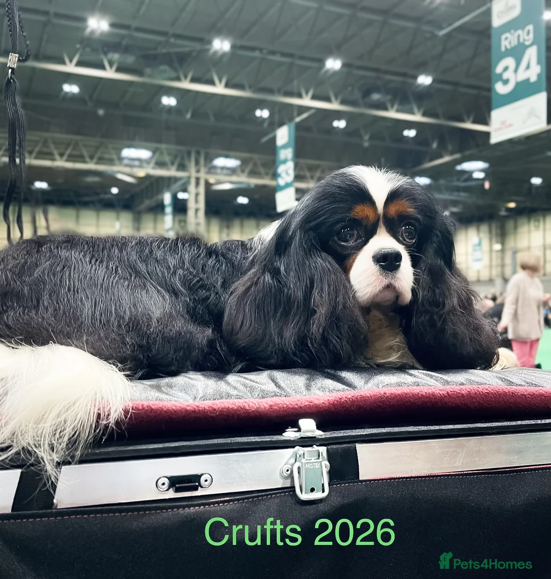 Cavalier King Charles Spaniel dogs for stud: HEALTH TESTED; PROVEN - IMPORTED STUD - Advert 1