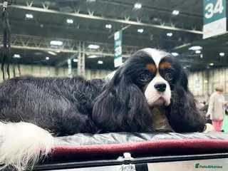 Cavalier King Charles Spaniel dogs HEALTH TESTED; PROVEN - IMPORTED STUD - Advert 1