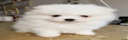 Pomeranian dogs for sale: Beautiful KC Registered Pomeranian Puppies - Advert 11