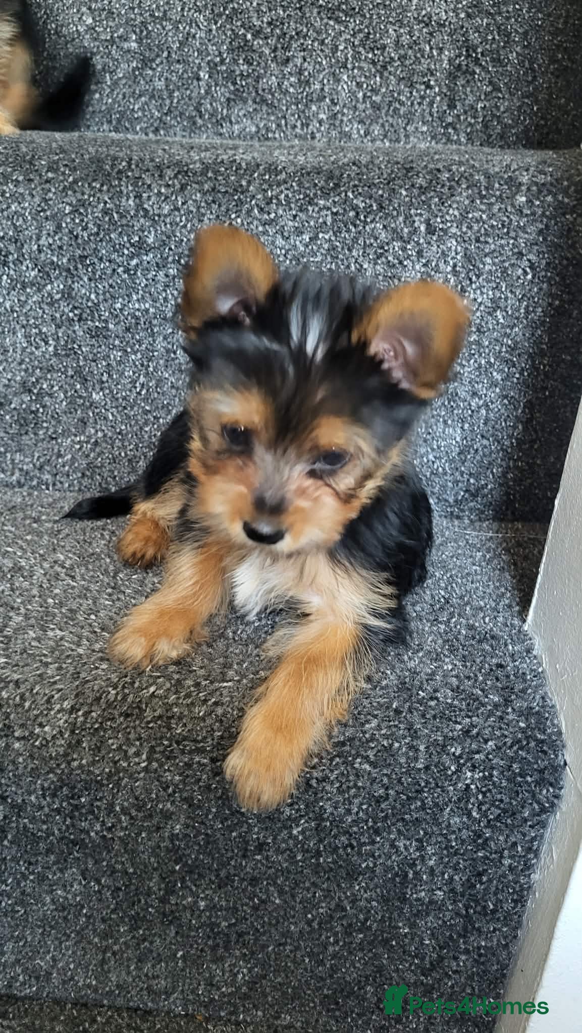 Yorkshire Terrier dogs Very cute Yorkshire terrier puppies - Advert 2
