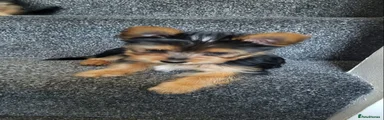 Yorkshire Terrier 5