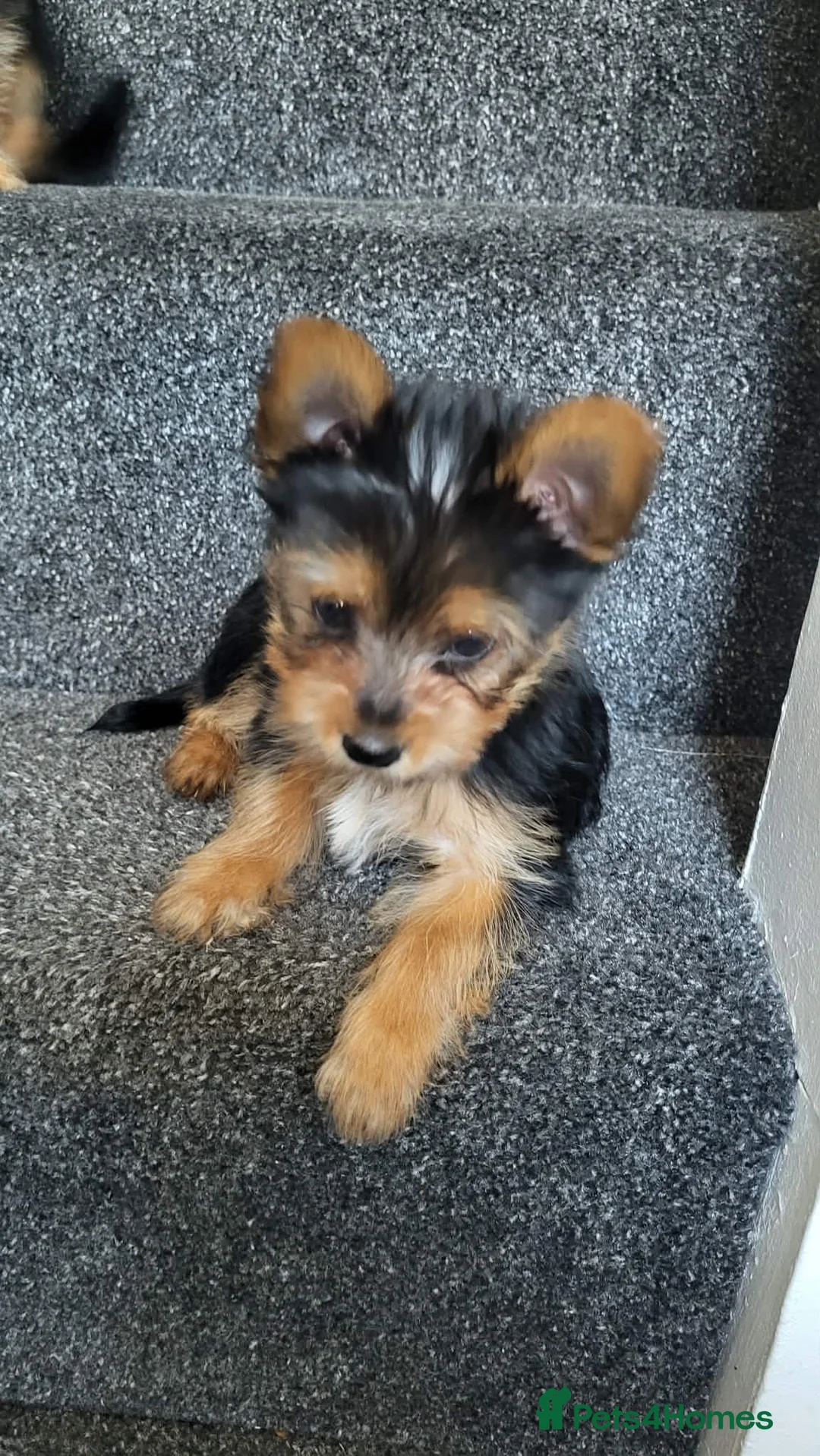Yorkshire Terrier dogs for sale: Very cute Yorkshire terrier puppies in Ilford - Advert 2