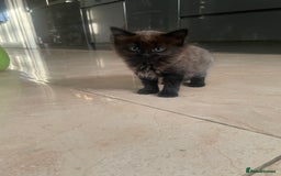 Mixed Breed cats for sale: Russian blu mix  - Image 21