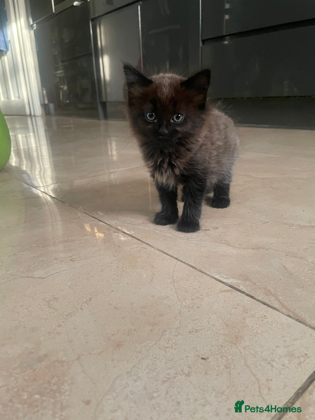 Mixed Breed cats for sale: Russian blu mix  - Image 21