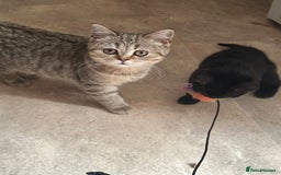 British Shorthair cats for sale: British Shorthair colourpoint kittens  - Image 13