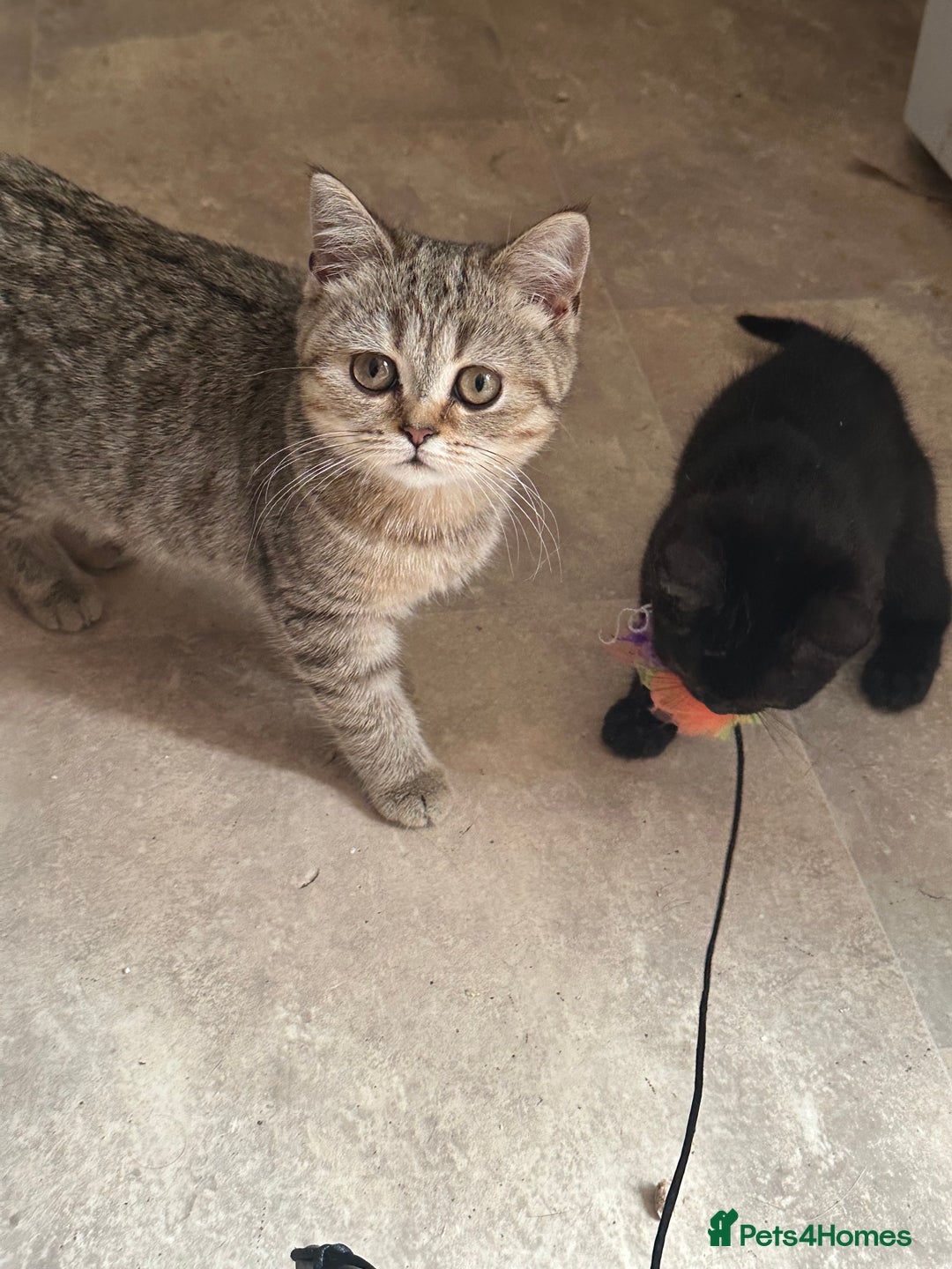British Shorthair cats for sale: British Shorthair colourpoint kittens  - Image 13