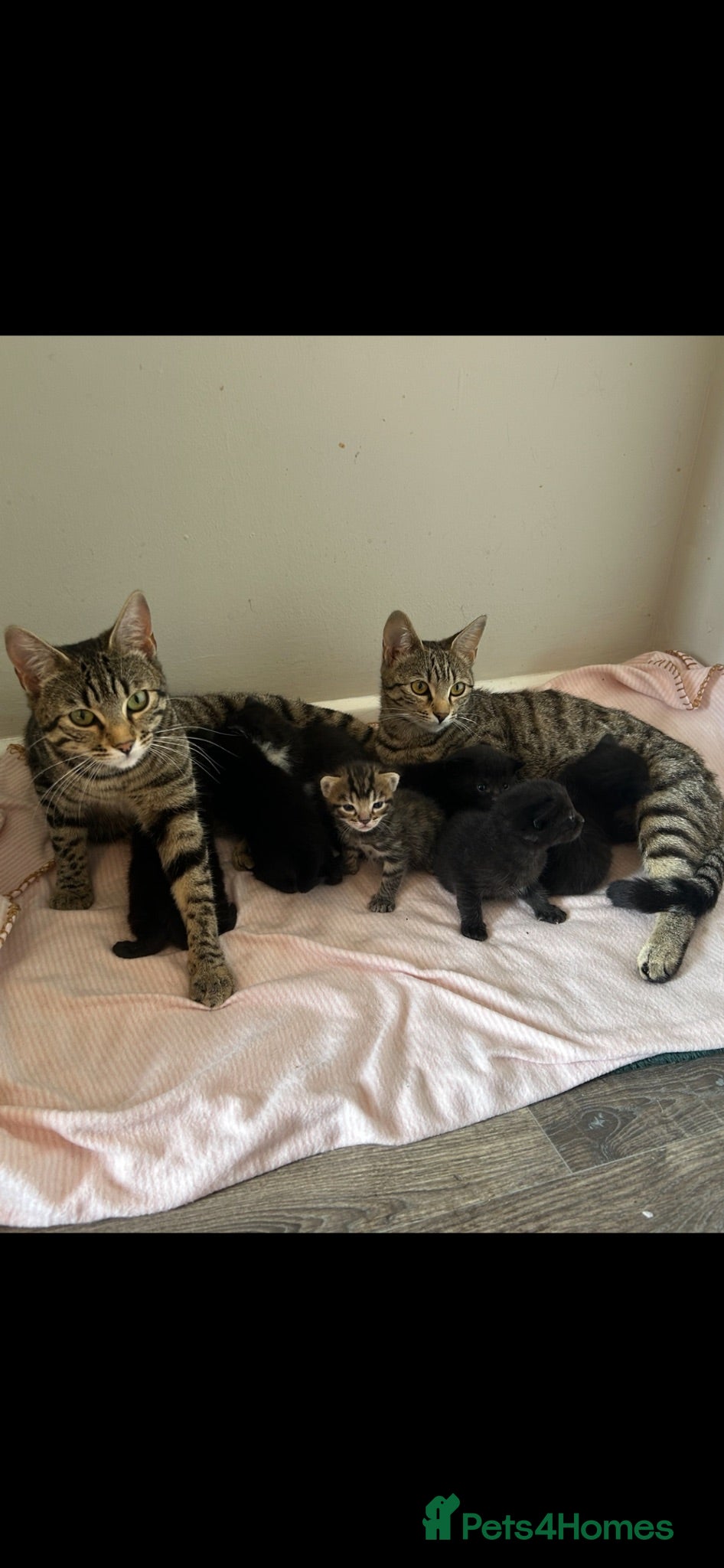 Mixed Breed cats Black kittens x3  - Advert 9
