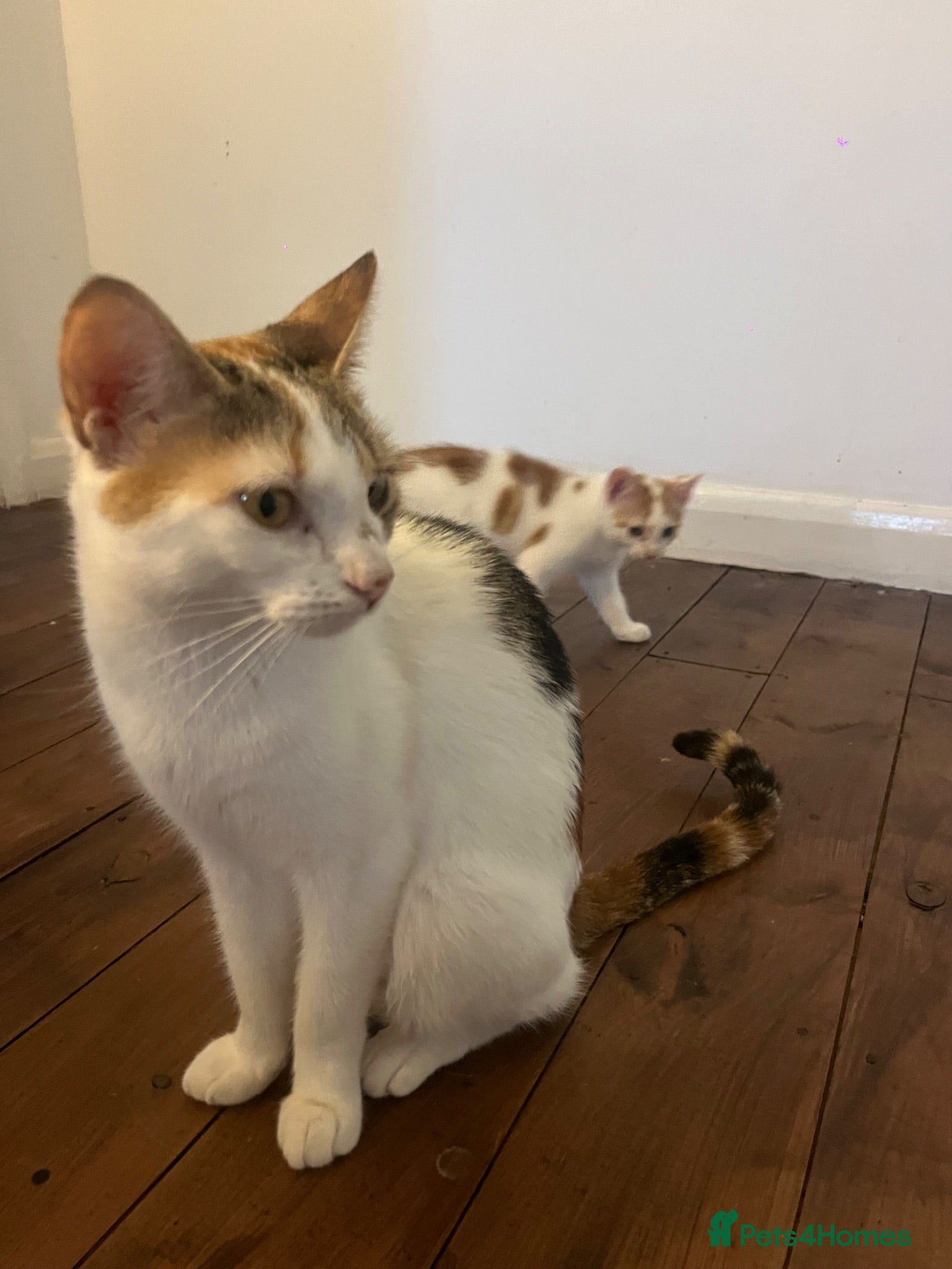Mixed Breed cats 2 kittens ready for new homes  - Advert 1