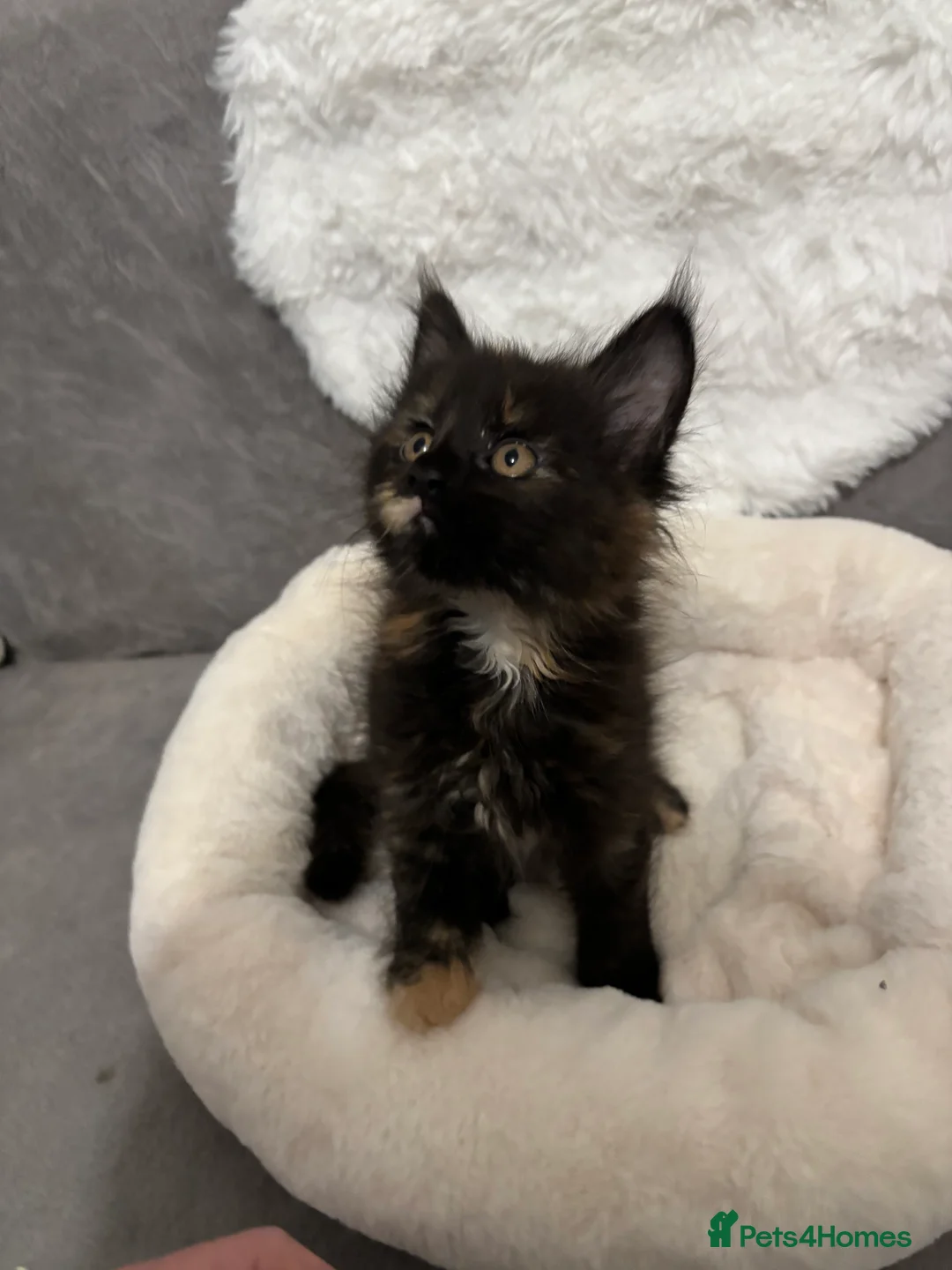 Maine Coon cats for sale: LAST GIRL Maine Coon Kitten  - Advert 9