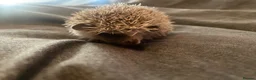 Pygmy Hedgehog rodents for sale: 3 Adorable 8-Week-Old Baby Hedgehogs Ready  - Advert 5