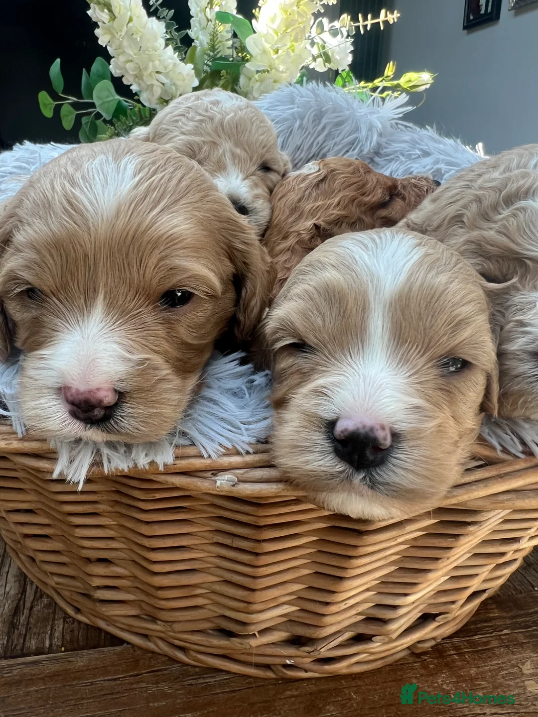 Cavapoochon dogs for sale: CAVAPOOCHON READY NOW - Advert 3