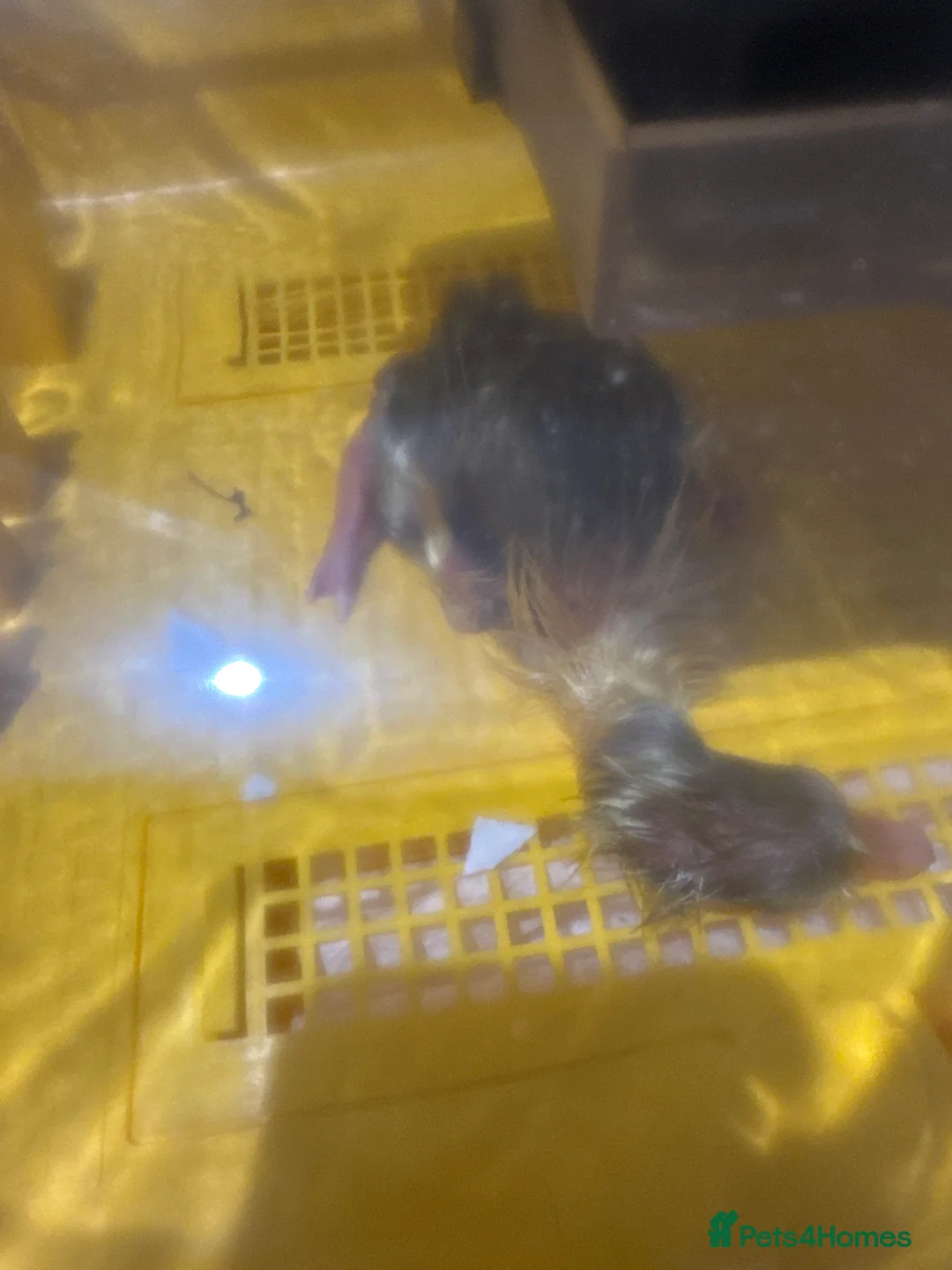 Geese poultry for sale: Baby goose for sale one left!! - Advert 3