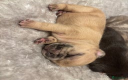 French Bulldog dogs for sale: MERLE FRENCH BULLDOG PUPPIES 🐾  - Image 17