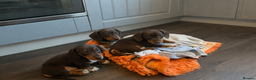 Miniature Dachshund dogs for sale: Only 3 chocolate drops left, ready now  - Advert 1