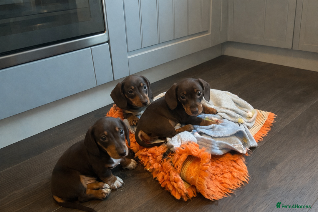 Miniature Dachshund dogs for sale: Only 3 chocolate drops left, ready now  - Advert 1