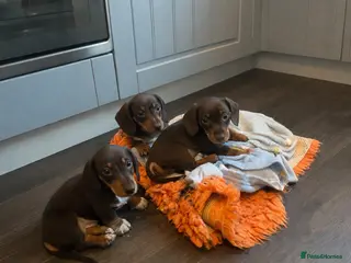 Miniature Dachshund dogs Only 3 chocolate drops left, ready now - Advert 16