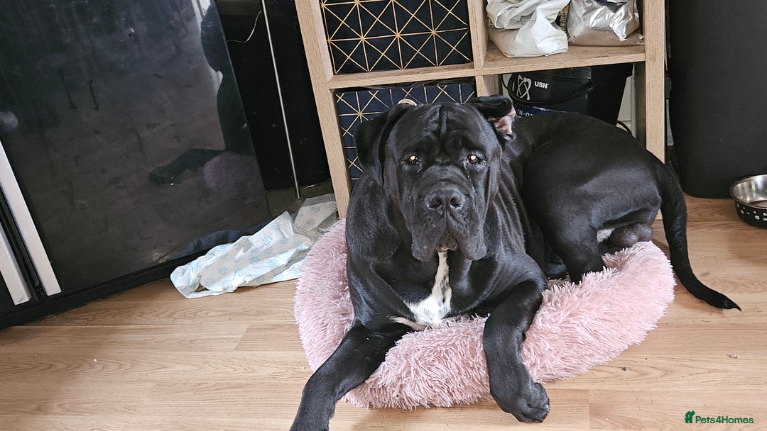 Cane Corso dogs for stud: Unique * champion breed * cane corso  - Image 7