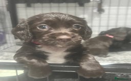 Cocker Spaniel dogs for sale: Kennel club working cocker spaniel pups  - Image 4