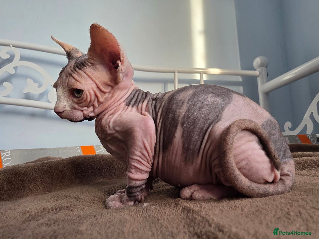 Sphynx cats for sale: 🩷 Sphynx Kitten – Female   - Image 4