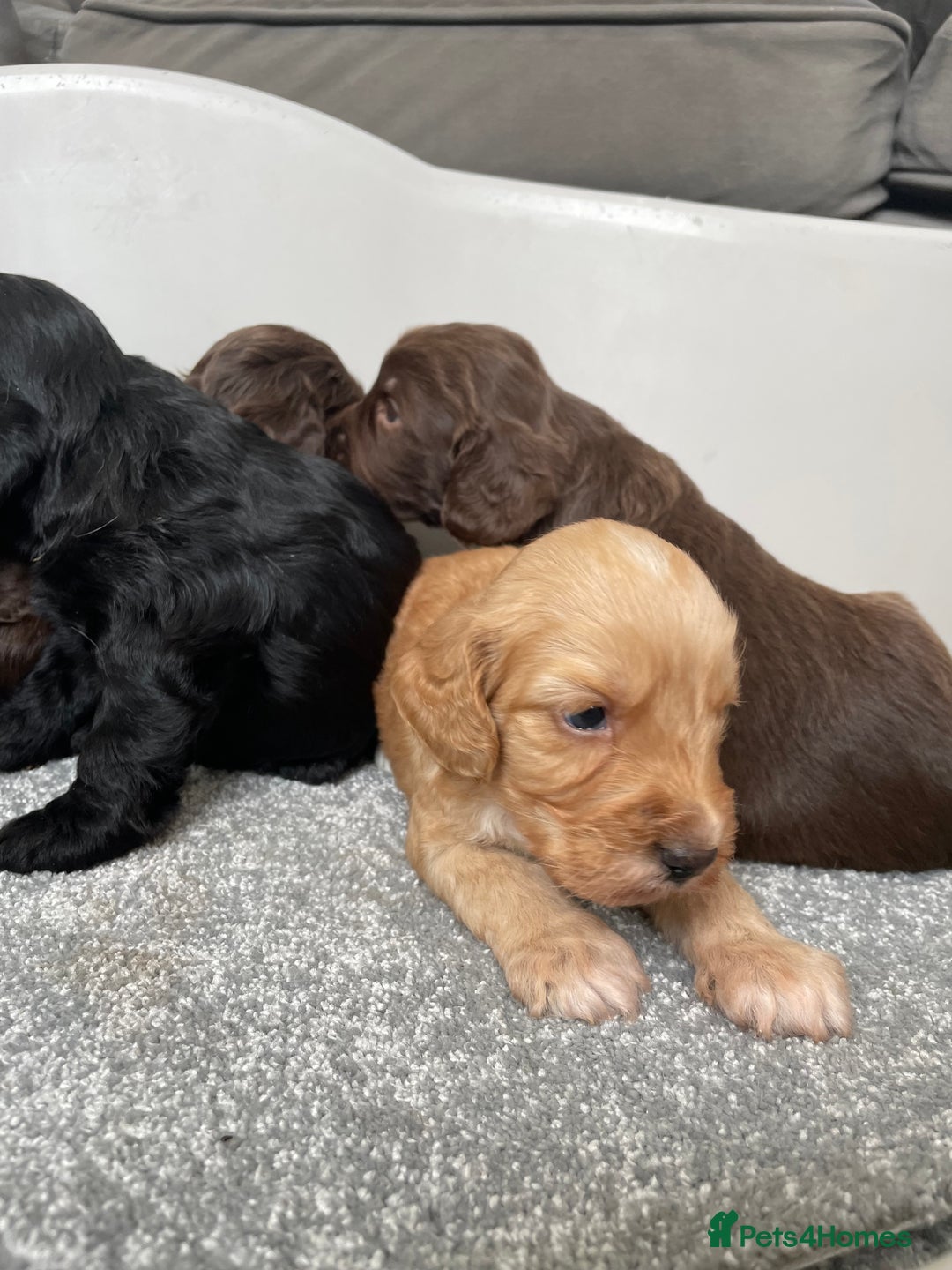 Cockapoo dogs for sale: F1 cockapoo p,r.a clear test - Image 4