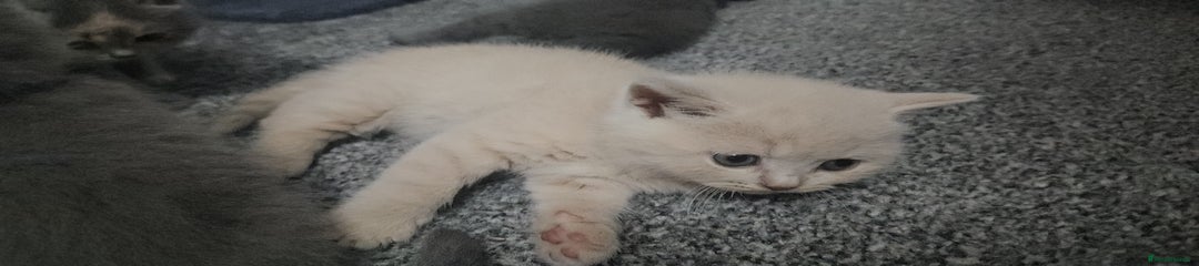 British Shorthair Kitten 6 (yellow)