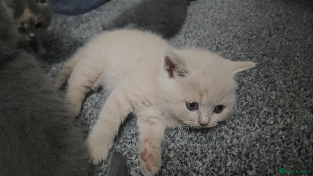British Shorthair cats for sale: Pretty British shorthair  - Image 5