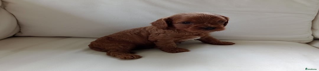 Cavapoo Puppy 1