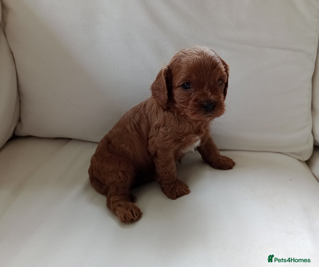Cavapoo dogs for sale: Gorgeous Red F1 Cavapoo Puppies With H/T Parents - Image 6