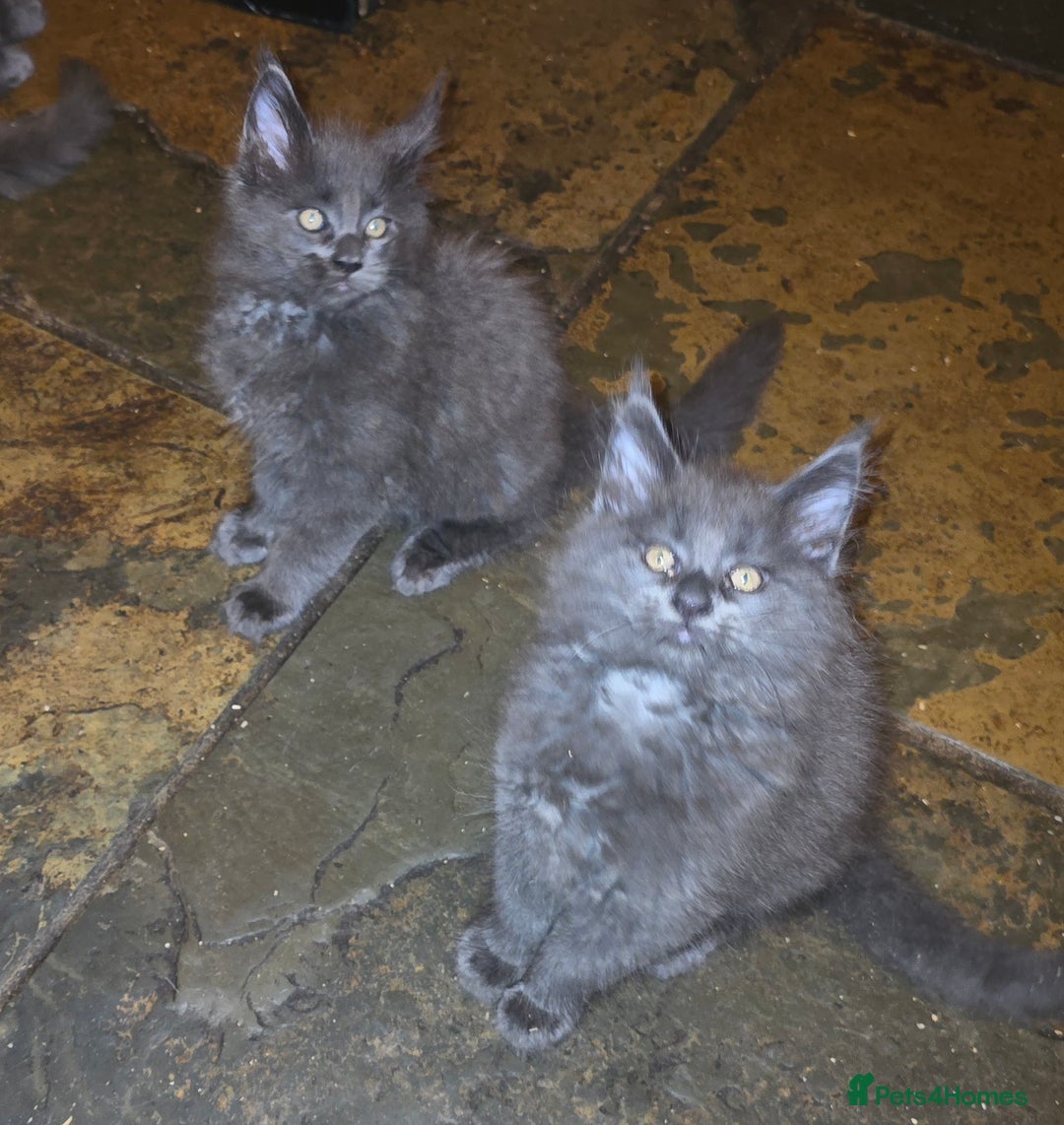 Maine Coon cats for sale: Blue Maine Coon babies - Image 5