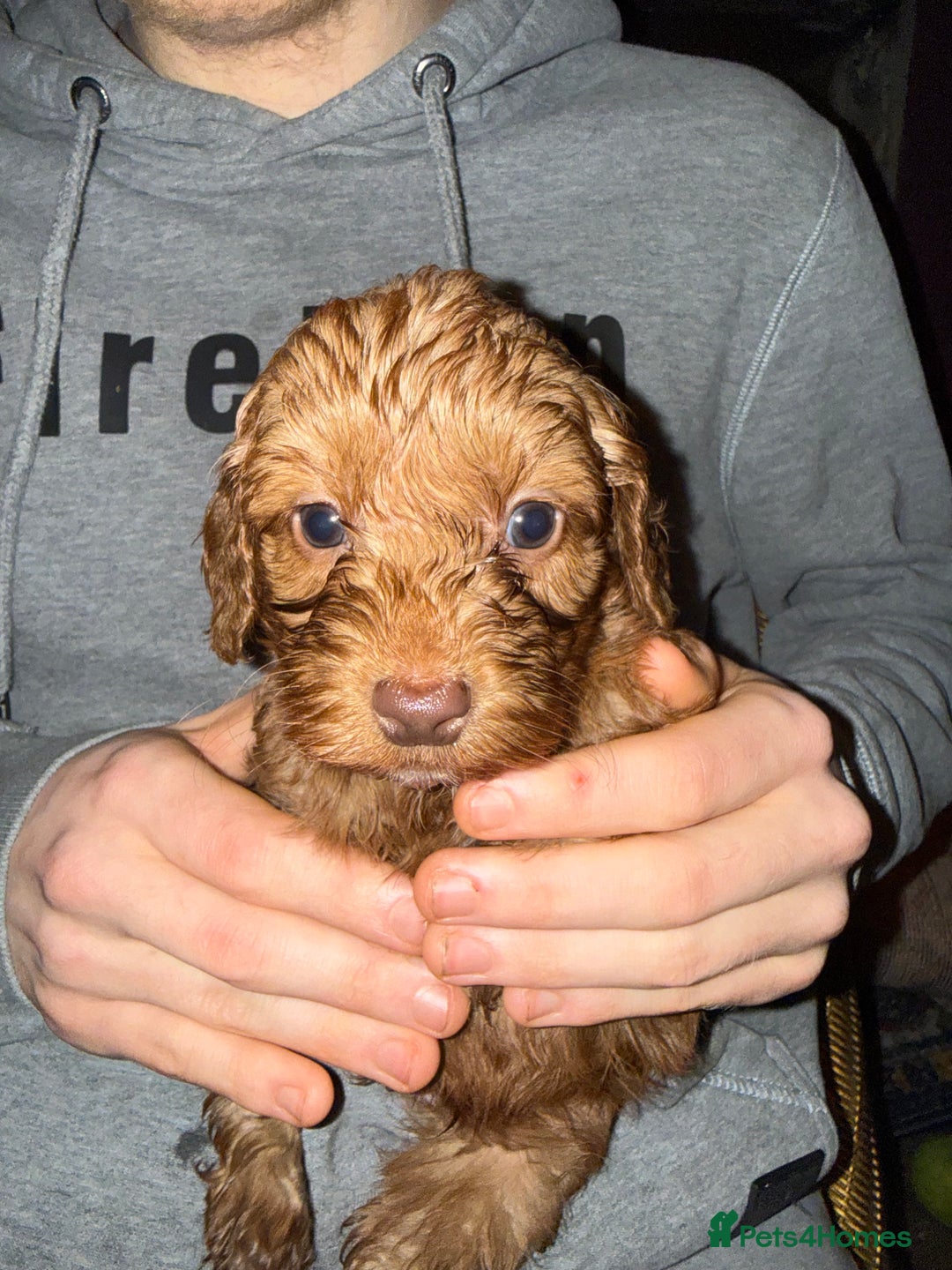 Cockapoo dogs for sale: Cockatoo puppies - Advert 3