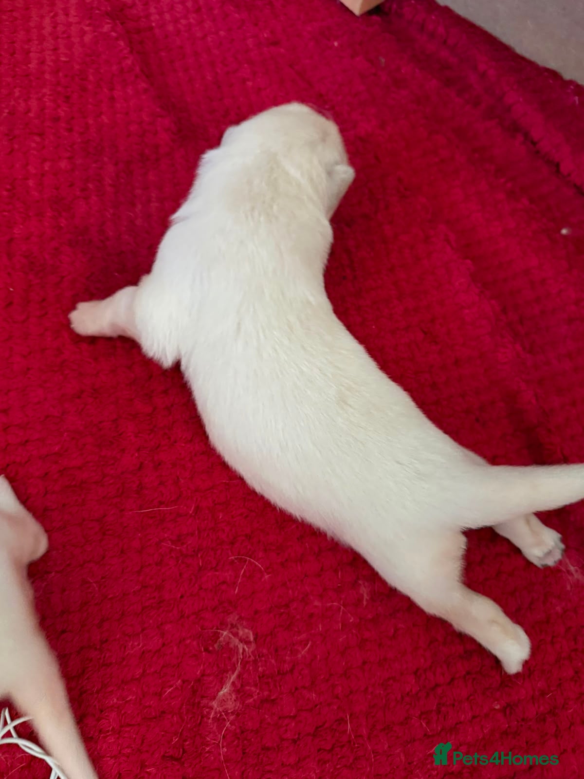 German Shepherd dogs Outstanding KC White long haired GSD pups  - Advert 2