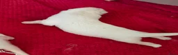 German Shepherd dogs for sale: Outstanding KC White long haired GSD pups  in Catterick Garrison - Advert 2
