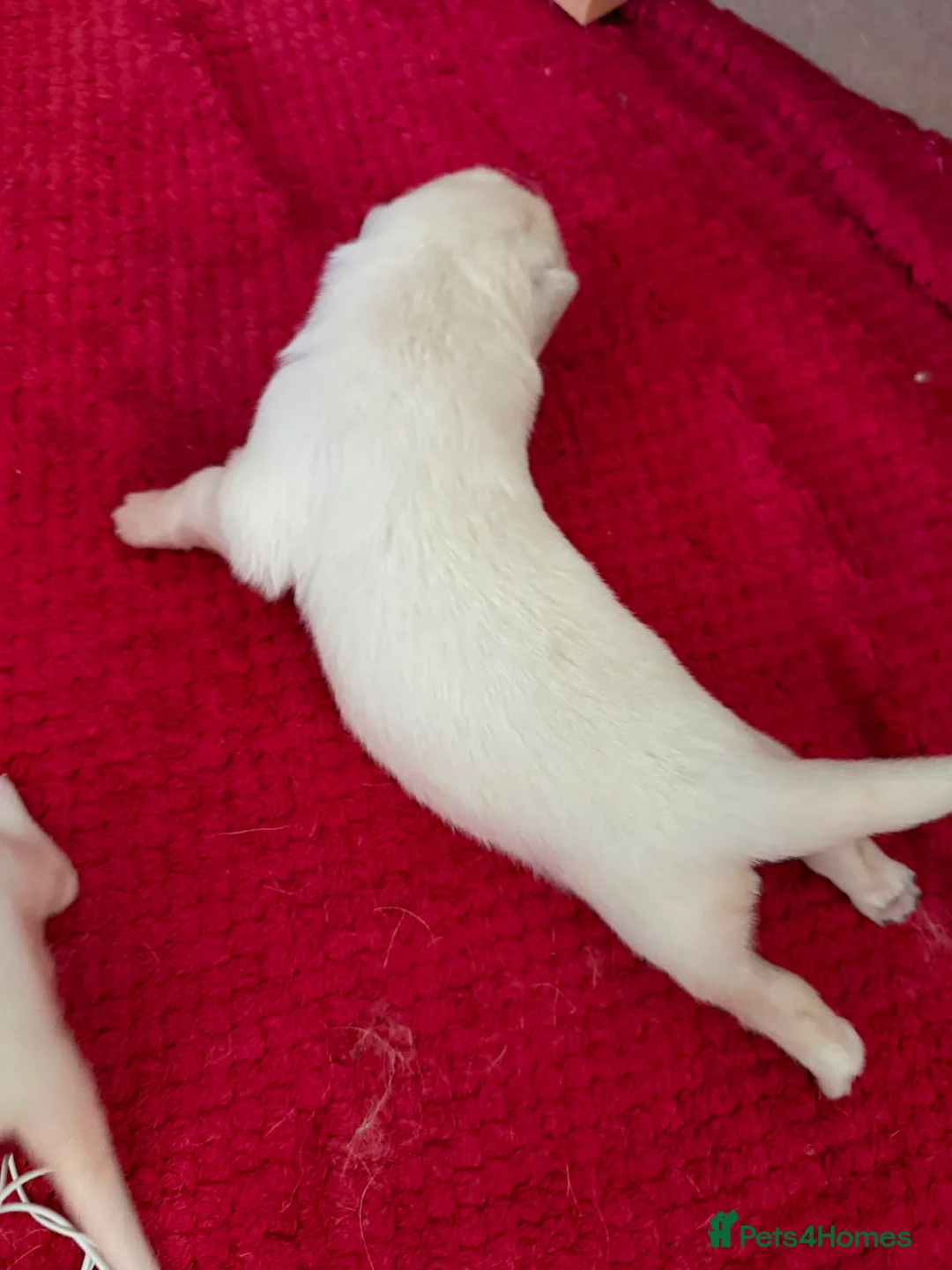 German Shepherd dogs for sale: Outstanding KC White long haired GSD pups  in Catterick Garrison - Advert 2