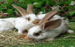 Continental Giant rabbits for sale: Giant Papillon Baby Boys  - Vaccinated - Reserve - Image 14