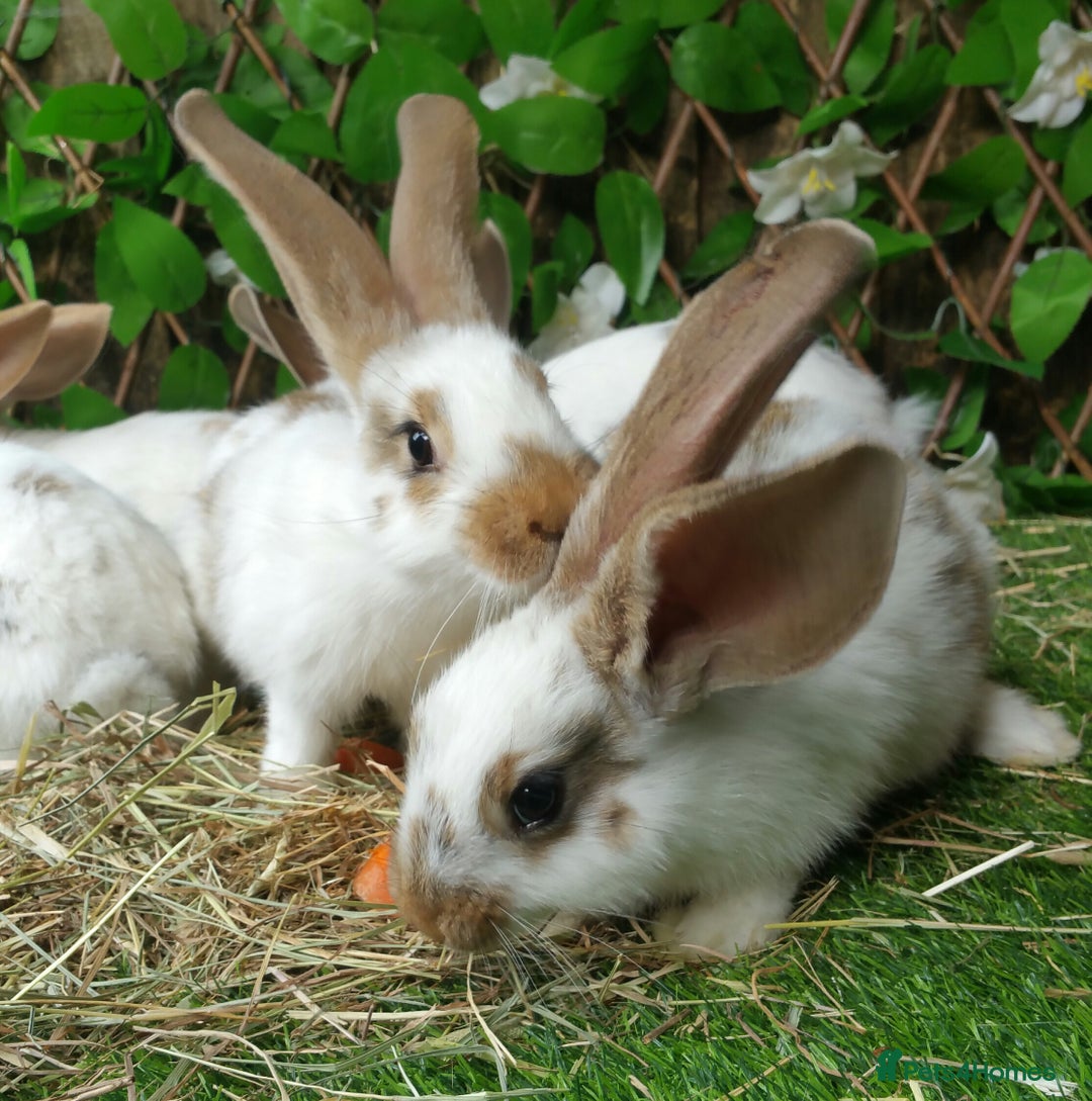 Continental Giant rabbits for sale: Giant Papillon Baby Boys  - Vaccinated - Reserve - Image 14
