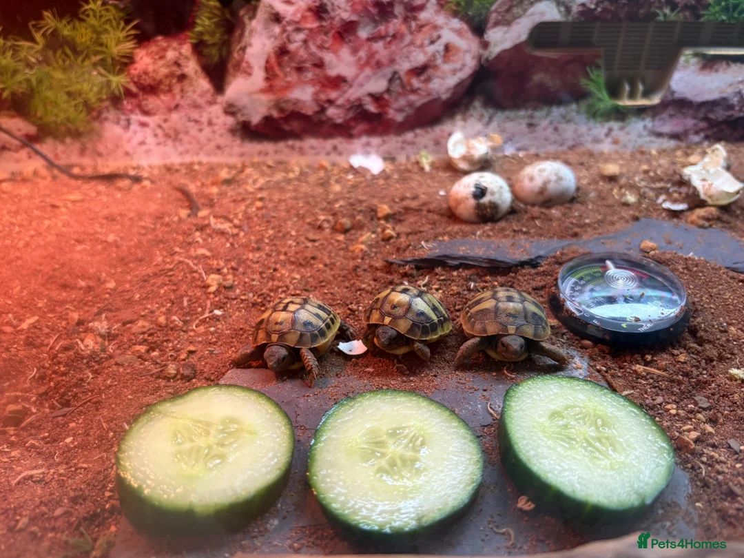 Hermann Tortoise reptiles for sale: I year hand nurtured Hermann juveniles in Barry - Advert 8