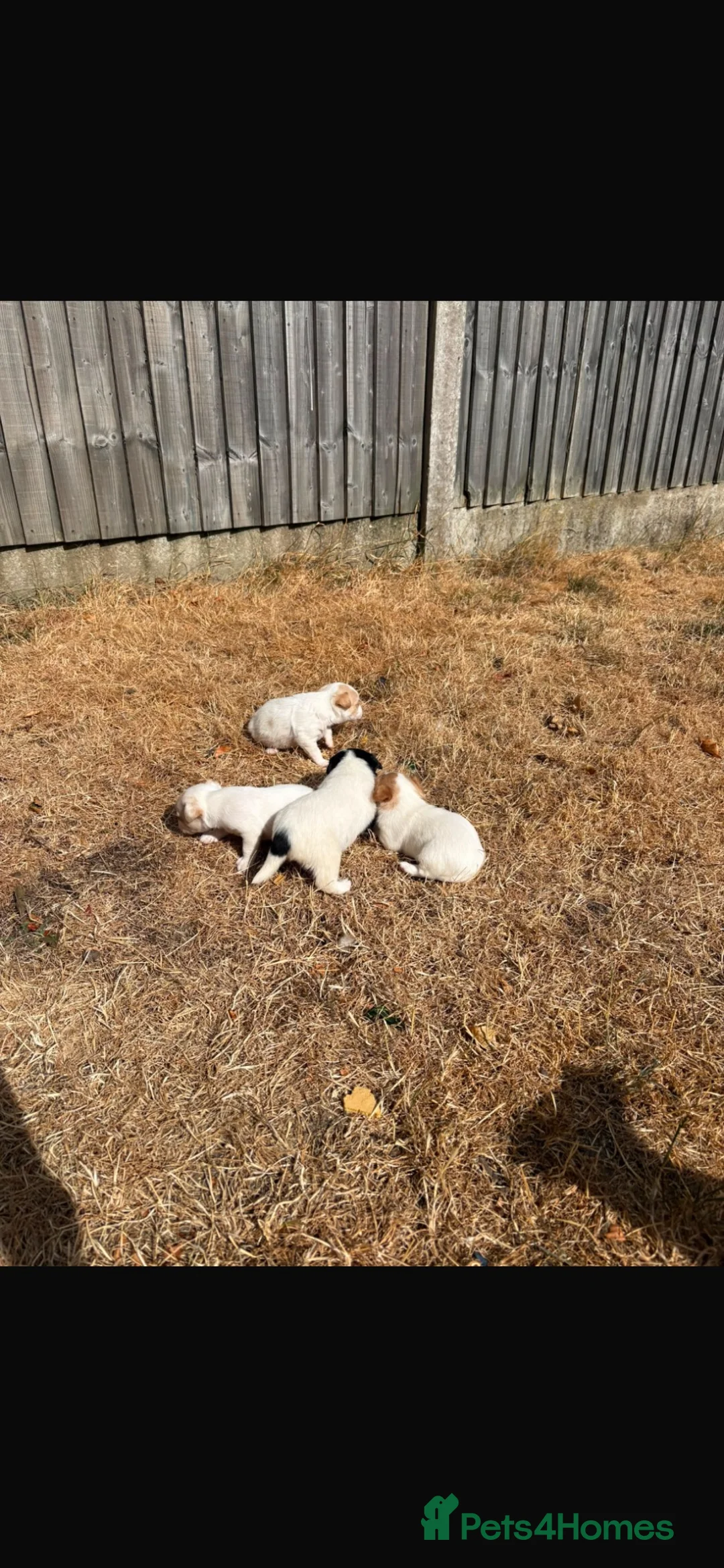 Jack Russell dogs for sale: 3 boys 1 girl jack Russell puppy’s  in Heanor - Advert 2