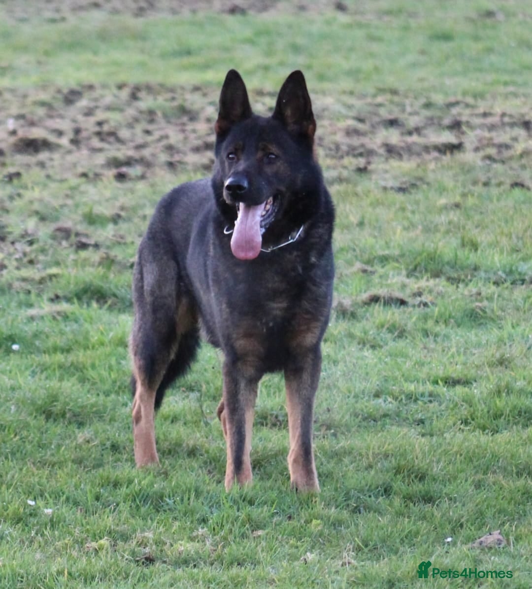 German Shepherd dogs for sale: Beautiful KC Registered Gsd Puppy Ready now😍😍 - Advert 11