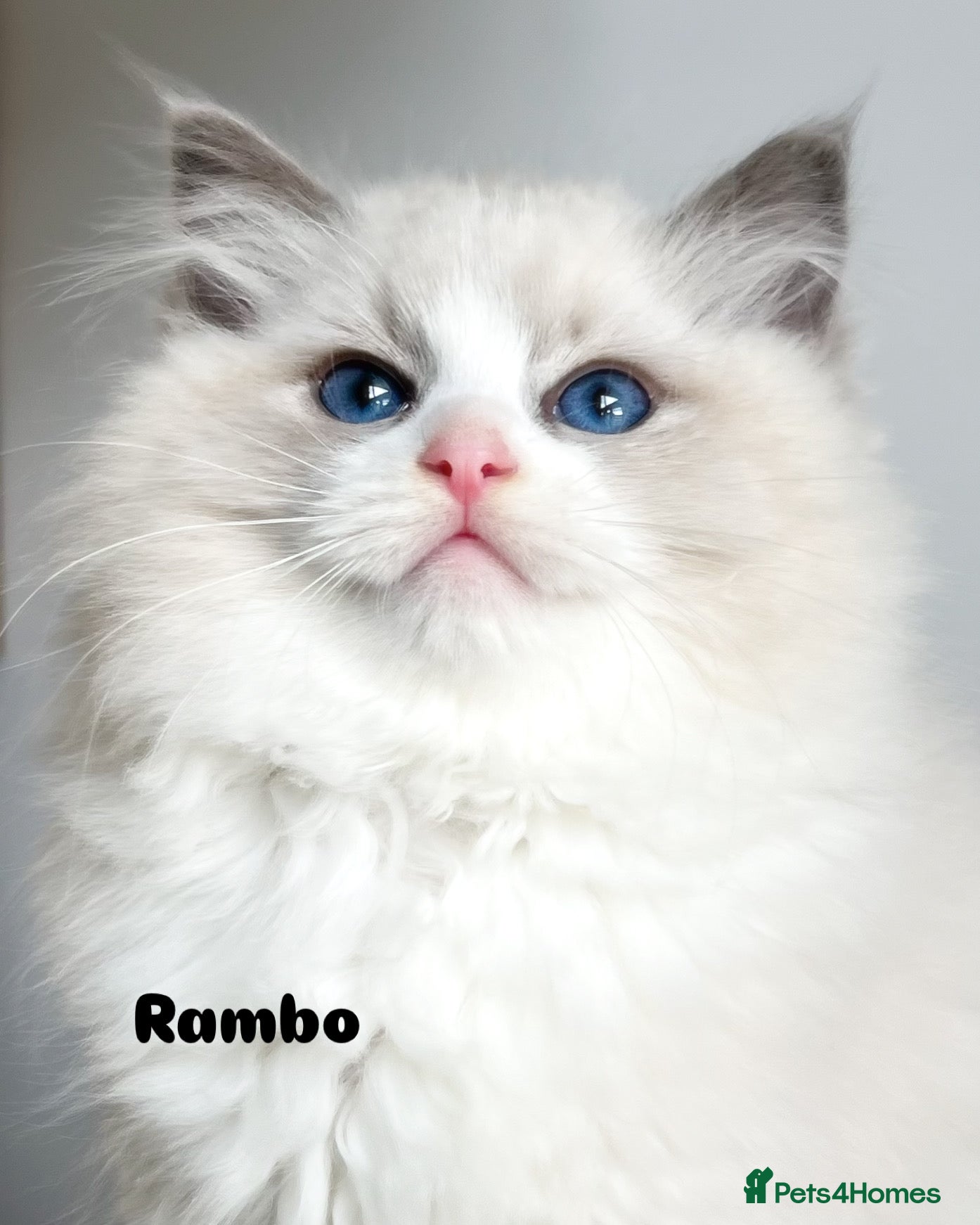 Ragdoll cats Amazing big ragdoll boy.  - Advert 10