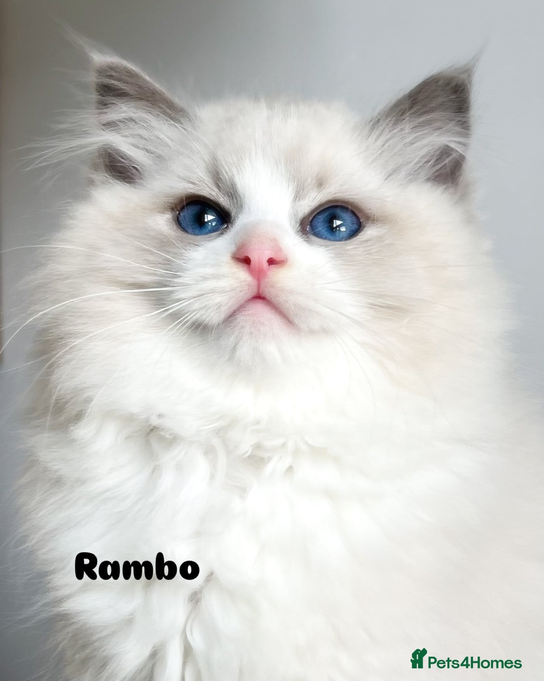 Ragdoll cats for sale: Amazing big ragdoll boy.  - Advert 1