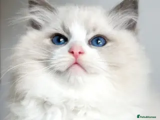 Ragdoll cats Amazing big ragdoll boy. - Advert 2