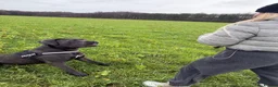 Cane Corso dogs for stud: Cane Corso (male) in Dalkeith - Advert 7