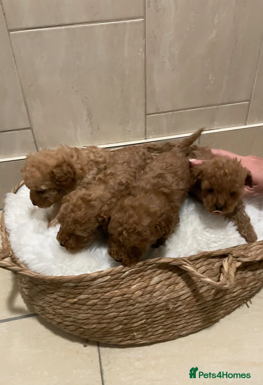 Toy Poodle dogs for sale: Toy poodle  - Advert 4